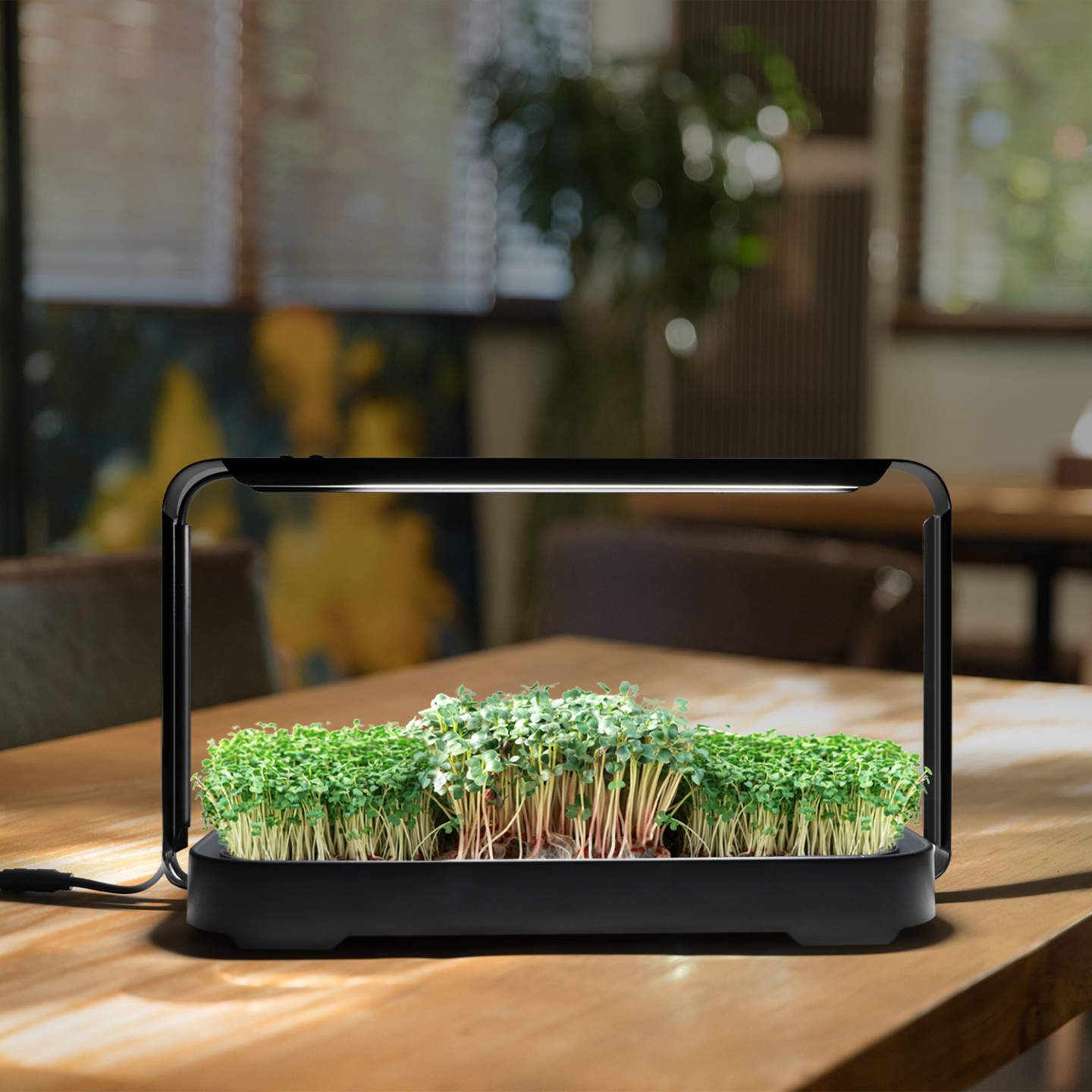 Készlet microgreens termesztéséhez Bentech GreenBoost
